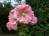 Hollyhock pink